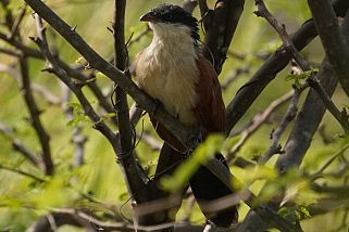 Centropus monachus - Mönchskuckuck